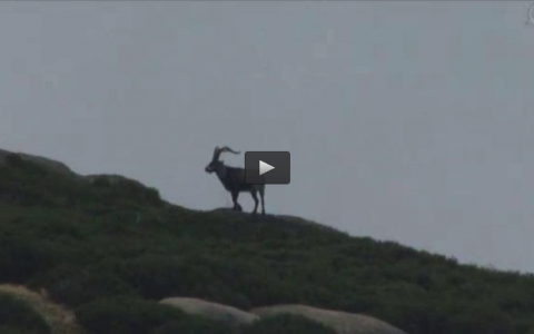 RECECHO DE CABRA MONTES, CAZA MENOR EN LA MEDIA VEDA (20/09/15)