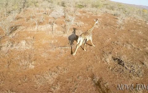 Big Game Hunting with Mwenewazvo Safaris