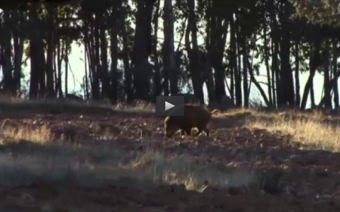 NUEVA TEMPORADA MONTERA, TORTOLAS EN BARRANCOS, PREMIO TODOMONTERIA (11/10/15)