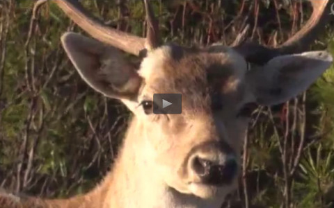 AL ACECHO DEL GAMO BLANCO, TORTOLAS ARGENTINA (18/10/15)