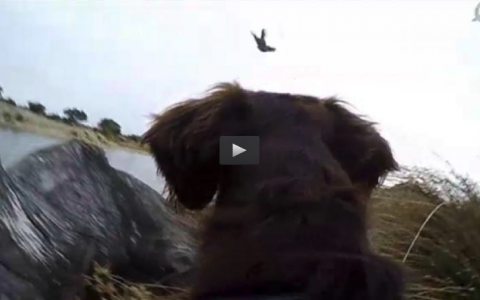 MONTERIA EN LOS ROQUEDOS, PRUEBA DE CAMPEONES SAN HUBERTO (25/10/15)