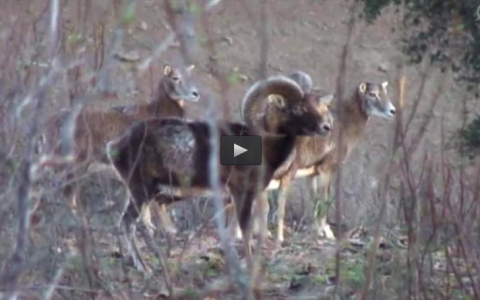 RECECECHOS EN LA SIERRA, PALOMAS EN ARGENTINA (01/11/15)