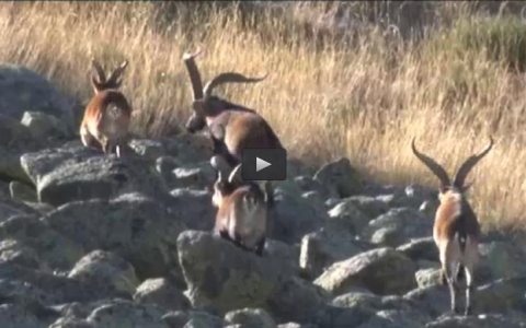 RECECHO DE CABRA MONTES EN LA ANGOSTURA, AL SALTO CON FRANCESES (08/11/15)