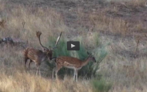 RECECHANDO EL GAMO EN EPOCA DE CELO, CAZA DE ZORROS CON ARCO (15/11/15)