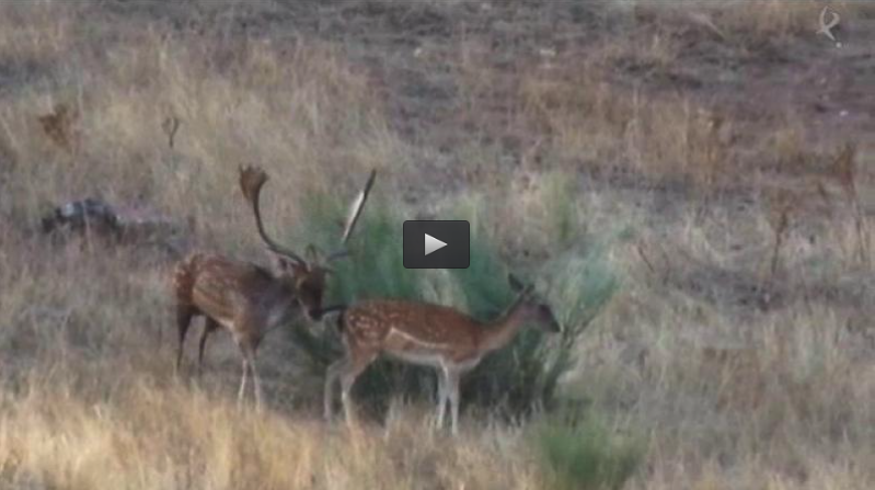 RECECHANDO EL GAMO EN EPOCA DE CELO, CAZA DE ZORROS CON ARCO (15/11/15)