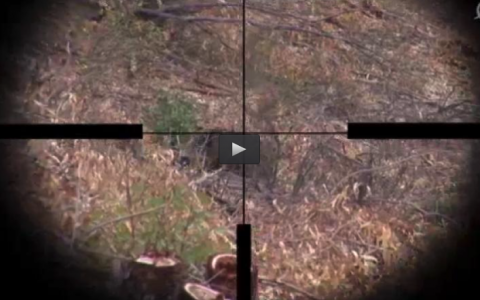 MONTERIA EN MANCHITA, RECECHANDO CON ARCO (22/11/15)