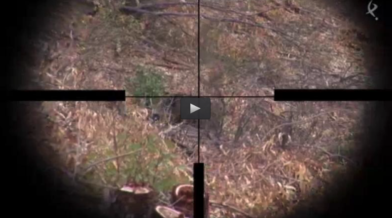 MONTERIA EN MANCHITA, RECECHANDO CON ARCO (22/11/15)