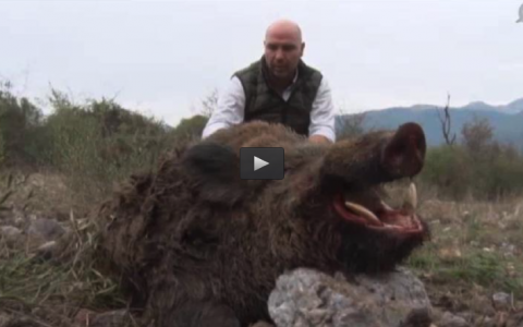 MONTERIA EN LAS FALDAS DE GREDOS, CONEJOS ENTRE VIÑEDOS Y OLIVARES (29/11/15)