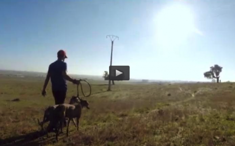 GALGOS EN SIERRA DE FUENTES, MONTERIA EN PUESTOS DE CORTADERO (17/01/16)