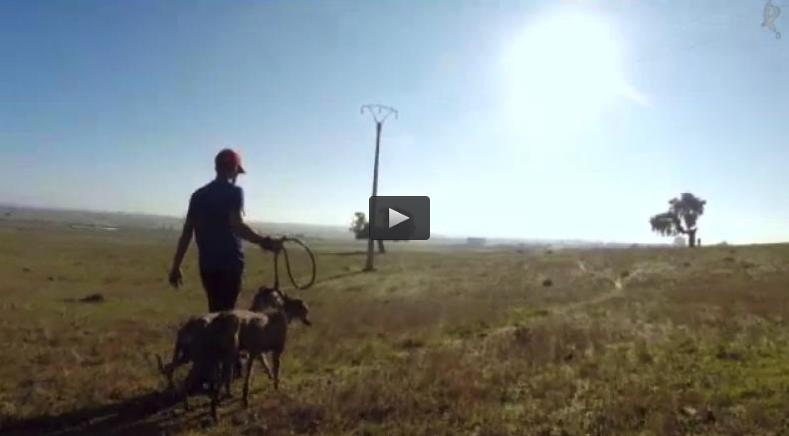 GALGOS EN SIERRA DE FUENTES, MONTERIA EN PUESTOS DE CORTADERO (17/01/16)