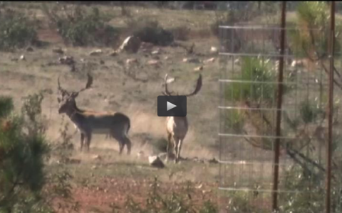 MONTERIA EN EL SILVADILLO, ENTRENANDO UN PERRO DE CAZA (24/01/16)