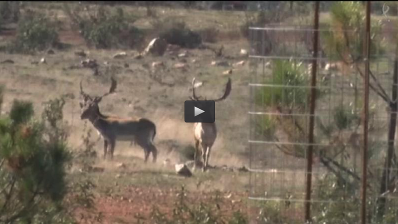 MONTERIA EN EL SILVADILLO, ENTRENANDO UN PERRO DE CAZA (24/01/16)
