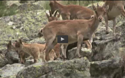RECECHO DE MACHO EN LOSAR, CAZANDO CONEJOS EN FAMILIA (31/01/16)