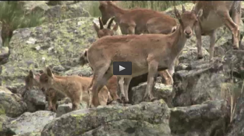 RECECHO DE MACHO EN LOSAR, CAZANDO CONEJOS EN FAMILIA (31/01/16)