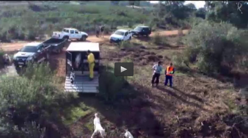 MONTERIA EN LA ROPERA, CAZANDO ZORROS EN LOS ZARZALES (07/02/16)