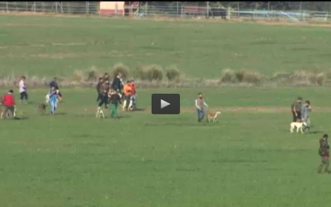 GALGOS EN TALAVERA LA REAL, VENTANA INVESTIGACION (21/02/16)