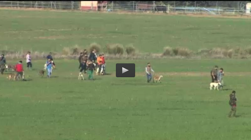 GALGOS EN TALAVERA LA REAL, VENTANA INVESTIGACION (21/02/16)