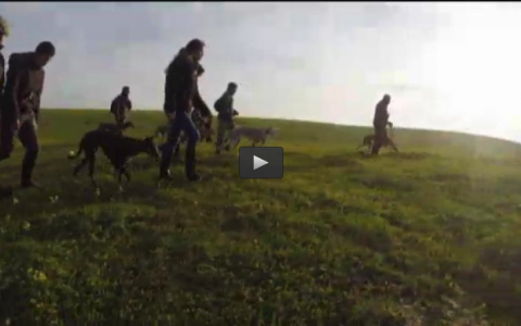 RECECHO MACHO MONTES BATUECAS, GALGOS EN BROZAS (13/03/16)