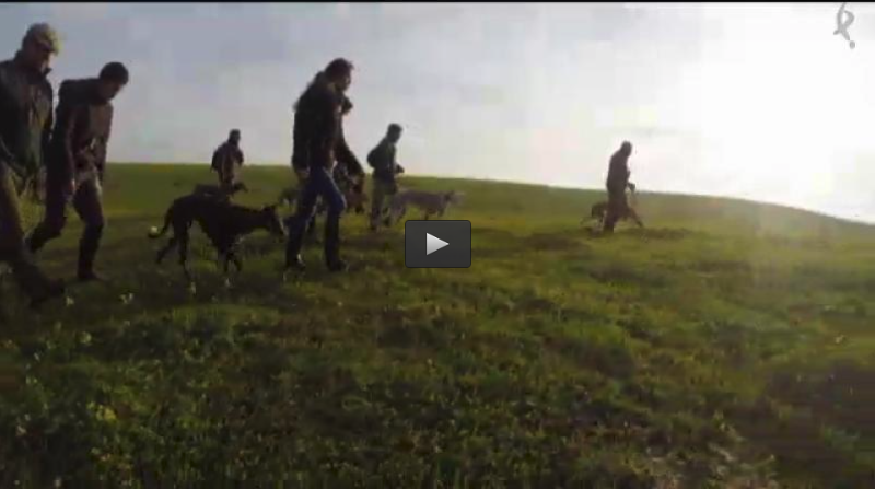 RECECHO MACHO MONTES BATUECAS, GALGOS EN BROZAS (13/03/16)