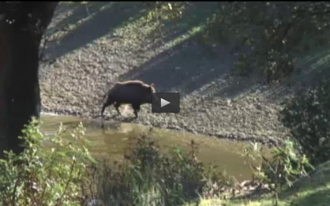 MONTERIA EN LA FINCA EL HALCON, CAZA DEL ZORZAL EN PORTUGAL (20/03/16)