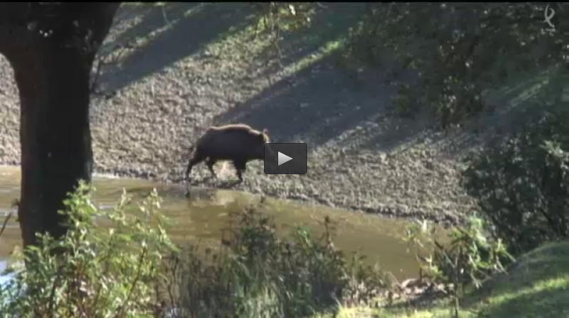 MONTERIA EN LA FINCA EL HALCON, CAZA DEL ZORZAL EN PORTUGAL (20/03/16)