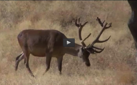 MONTERIAS LAS MENGACHAS, CINEGÉTICA (03/04/16)