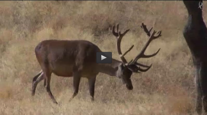 MONTERIAS LAS MENGACHAS, CINEGÉTICA (03/04/16)