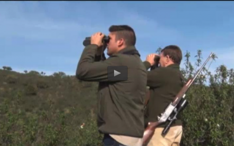 DE PERDICES CON CAMPEONES DE ESPAÑA, RECECHO DE CIERVO EN BALDIO (10/04/16)