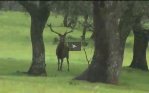 MONTERIA EN LA DEHESA EXTREMEÑA, RECECHO EN LA CARA NORTE DE GREDOS (17/04/16)