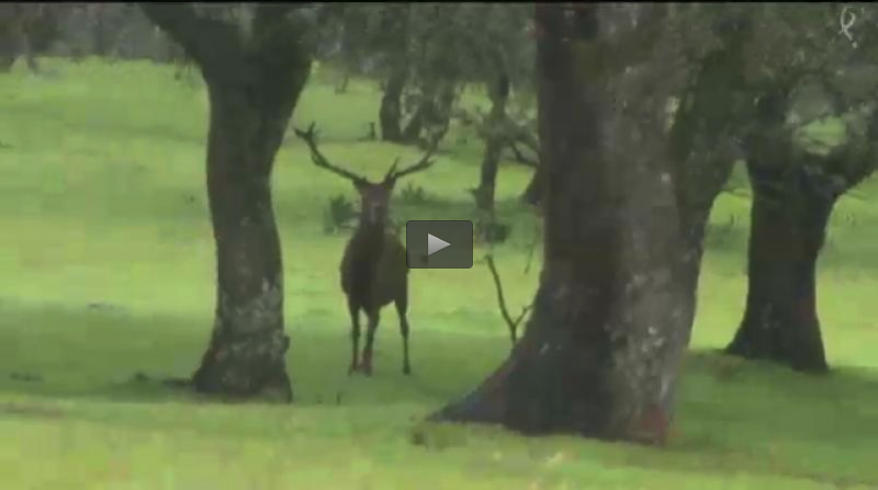 MONTERIA EN LA DEHESA EXTREMEÑA, RECECHO EN LA CARA NORTE DE GREDOS (17/04/16)