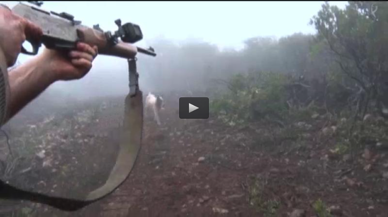 MONTERIA EN FINCA LA COVACHA, RECECHO DE MACHO CON ESTEFANIA (24/04/16)