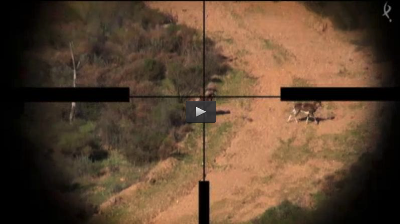 MONTEANDO EN PORTUGAL, PERDICES EN ARGENTINA (01/05/16)