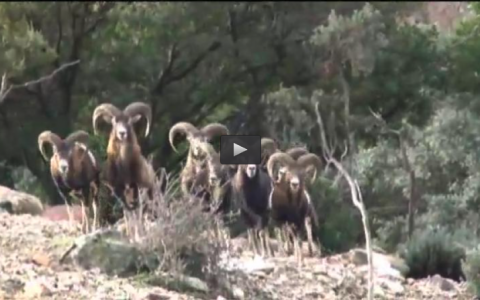 MONTERIA ENTRE NUBES Y CLAROS, TRAS LOS ZORZALES EN FAMILIA (15/05/16)