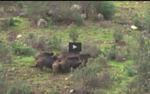 MONTERIA EN LOS PICOS DE AROCHE, OJEANDO PERDICES A CABALLO (29/05/16)
