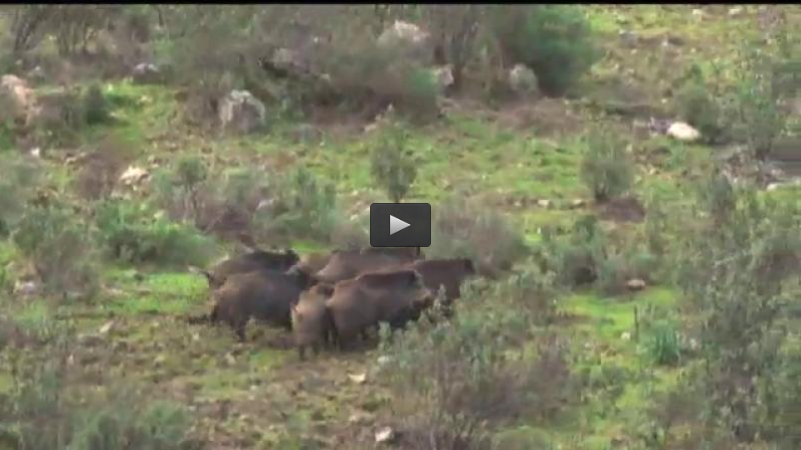 MONTERIA EN LOS PICOS DE AROCHE, OJEANDO PERDICES A CABALLO (29/05/16)