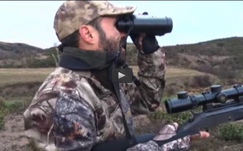 DE CORZO CON MALA CLIMATOLOGIA, GALGOS EN LA DEHESA DE SAN ISIDRO (05/06/16)