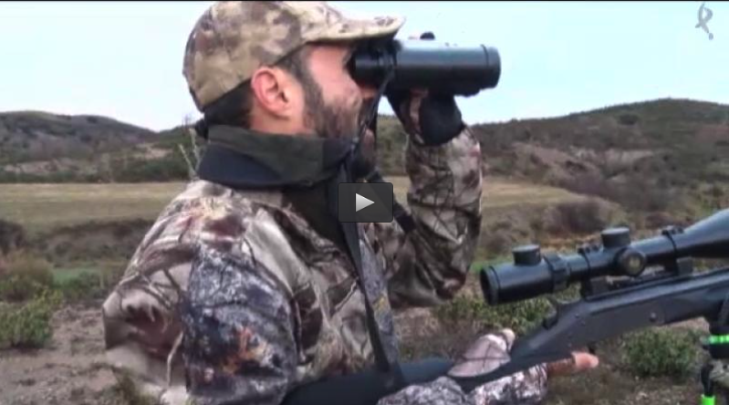 DE CORZO CON MALA CLIMATOLOGIA, GALGOS EN LA DEHESA DE SAN ISIDRO (05/06/16)