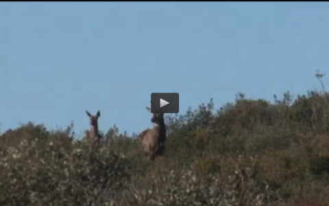 MONTERIA EN RONDA, PERDICES Y PALOMAS EN HORNACHOS (12/06/16)