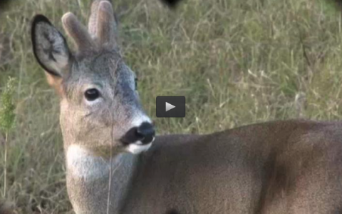 RECECHO DE CORZO CON AGUARDO, TORTOLAS EN LA MEDIA VEDA, ASOCIACIÓN ESPAÑOLA DE REHALAS (18/09/16)