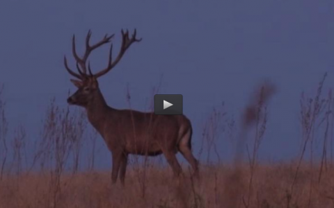 RECECHOS DE CIERVOS EN VERANO, CAZA DE CODORNIZ EN RASTROJO (02/10/16)