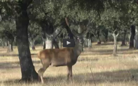 EMPIEZA LA TEMPORADA MONTERA, GESTIÓN Y CAZA DE CONEJOS (09/10/16)