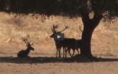 RECECHO DE GRANDES MUFLONES, CAZANDO ESTORNINOS POR DAÑOS, JORNADAS OLIVENZA/CONVIVENCIA JUVENEX (16/10/16)
