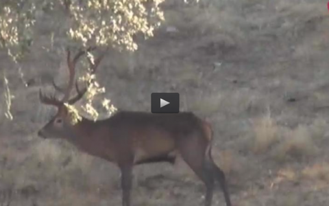 PRUEBA DE SAN HUBERTO EN LA ATALAYA, RECECHO DEL CIERVO EN EL TAJO INTERNACIONAL (06/11/16)