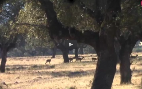 MONTERIA EN CASASOLILLA, PERDICES Y CONEJOS EN PASCUALETE (13/11/16)