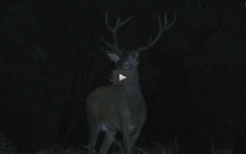 RECECHANDO CIERVOS EN LA VERA, CAMPEONES TRÁS LOS CONEJOS (27/11/16)