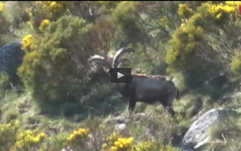 MONTERIA EN  LA AHUMADA, RECECHO EN EL CERVUNAL DE GREDOS, PERDICES EN LA CHANQUEÑA ARGENTINA (04/12/16)