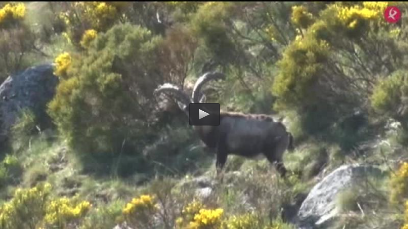 MONTERIA EN  LA AHUMADA, RECECHO EN EL CERVUNAL DE GREDOS, PERDICES EN LA CHANQUEÑA ARGENTINA (04/12/16)