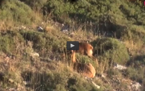 CAZANDO REBECOS CANTABROS, MONTERIA LA BRAVA (11/12/16)