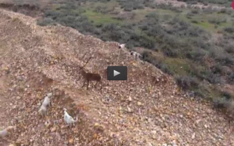 MONTEANDO CON MANCHA IBERICA, OJISALTO EN MATALLANAS (15/01/17)