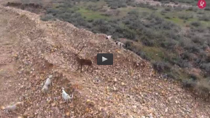MONTEANDO CON MANCHA IBERICA, OJISALTO EN MATALLANAS (15/01/17)